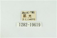 黑翅黃毒蛾藏品圖，第3張