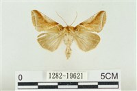 印華波紋蛾藏品圖，第1張