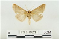 印華波紋蛾藏品圖，第2張