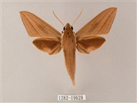 直翅斜紋天蛾藏品圖，第1張