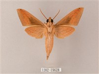 直翅斜紋天蛾藏品圖，第2張