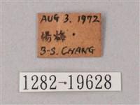 直翅斜紋天蛾藏品圖，第3張