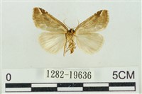 臺美波紋蛾藏品圖，第2張