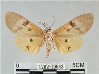 登錄號:001282-19643藏品圖，第2張