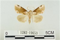 大斑波紋蛾藏品圖，第1張