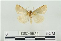 大斑波紋蛾藏品圖，第2張