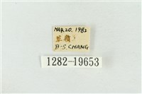 大斑波紋蛾藏品圖，第3張