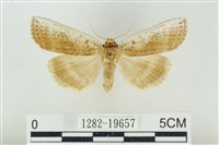 臺洒波紋蛾藏品圖，第1張