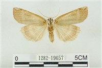 臺洒波紋蛾藏品圖，第2張