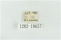 臺洒波紋蛾藏品圖，第3張