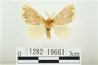 黑翅黃毒蛾藏品圖，第1張