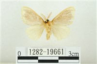 黑翅黃毒蛾藏品圖，第2張