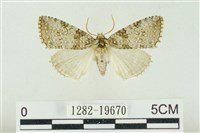 臺灣銀斑異波紋蛾藏品圖，第1張