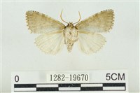 臺灣銀斑異波紋蛾藏品圖，第2張