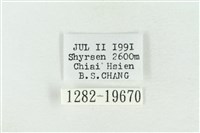 臺灣銀斑異波紋蛾藏品圖，第3張