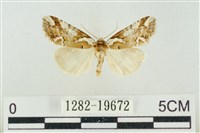 臺美波紋蛾藏品圖，第1張