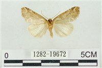 臺美波紋蛾藏品圖，第2張