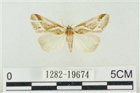 素木氏美波紋蛾藏品圖，第1張