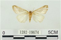 素木氏美波紋蛾藏品圖，第2張