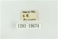 素木氏美波紋蛾藏品圖，第3張