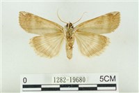 臺洒波紋蛾藏品圖，第2張