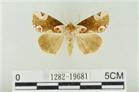 大斑波紋蛾藏品圖，第1張