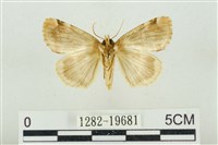 大斑波紋蛾藏品圖，第2張