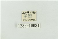 大斑波紋蛾藏品圖，第3張