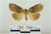 藹環波紋蛾藏品圖，第1張