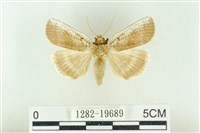 臺洒波紋蛾藏品圖，第1張