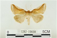 印華波紋蛾藏品圖，第1張