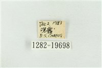 印華波紋蛾藏品圖，第3張