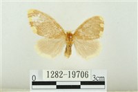 黑翅黃毒蛾藏品圖，第1張