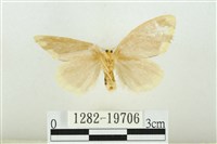 黑翅黃毒蛾藏品圖，第2張