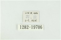 黑翅黃毒蛾藏品圖，第3張