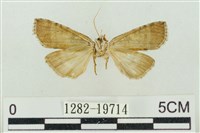 帶波紋蛾藏品圖，第2張