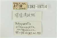 帶波紋蛾藏品圖，第3張