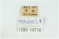 霓彩燕灰蝶藏品圖，第3張