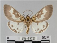 扭擬燈蛾藏品圖，第1張