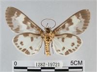 扭擬燈蛾藏品圖，第2張