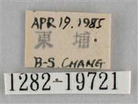 扭擬燈蛾藏品圖，第3張