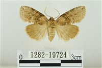 藹環波紋蛾藏品圖，第1張