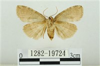 藹環波紋蛾藏品圖，第2張