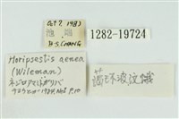 藹環波紋蛾藏品圖，第3張