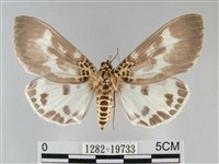 扭擬燈蛾藏品圖，第1張