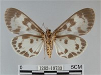 扭擬燈蛾藏品圖，第2張