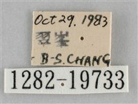 扭擬燈蛾藏品圖，第3張