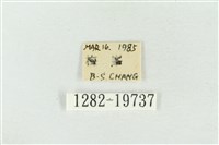 印華波紋蛾藏品圖，第3張