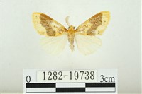 寬紋黃毒蛾藏品圖，第1張