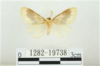 寬紋黃毒蛾藏品圖，第2張